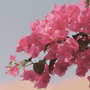 Språkliga snubbeltrådar